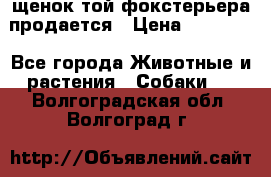 щенок той-фокстерьера продается › Цена ­ 25 000 - Все города Животные и растения » Собаки   . Волгоградская обл.,Волгоград г.